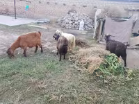 بز ماده, بز — عکس 4