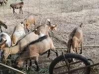Kambing betina, Goats — foto 6