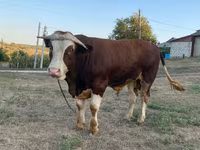 Touro, Simmental cattle — foto 3