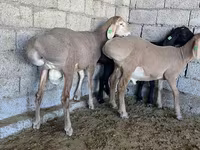 雄羊, Arashan sheep — 写真 3
