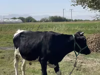 Lembu ternakan (lot, jantina tidak dinyatakan), Russian Black pied cattle — foto 3