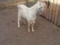 雄ヤギ, Saanen goat — 写真 3