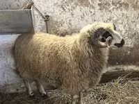 قوچ, Racka sheep — عکس 6