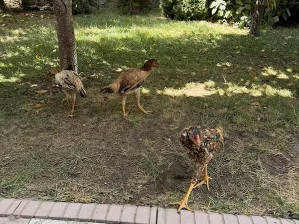 Chickens