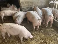 แม่สุกร, หมู — รูปภาพ 2