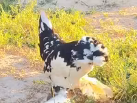 Chickens — foto 6