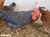 Chickens — foto 2