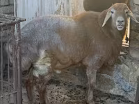 Vædder, Arashan sheep — foto 2