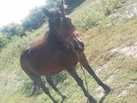 Азаргагүй морь, Horse breed — 2 зураг