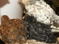 Chickens — ፎቶ 3