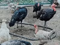 Turkeys — عکس 7
