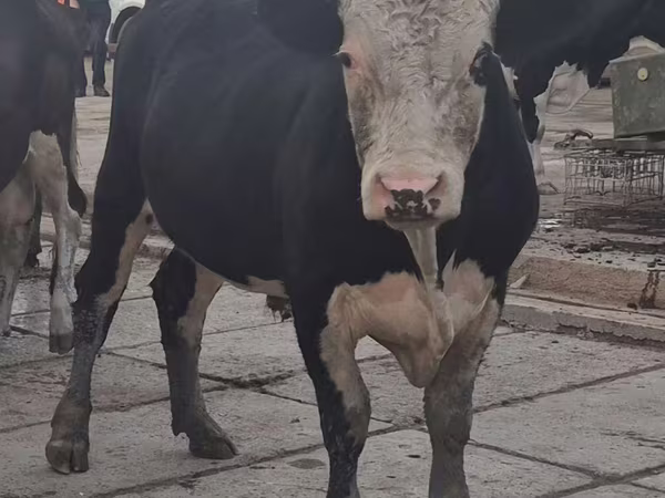 Toro, Simmental cattle