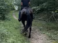 Horse (M), French Trotter — photo 4