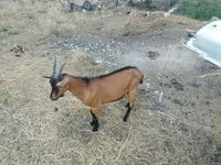 Ziegenbock, Alpine goat — Foto 2