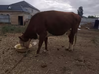 بقرة, Latvian Blue cattle — الصورة 4