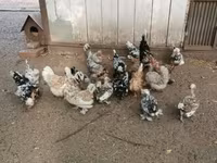 Ιαπωνικό Bantam — φωτογραφία 1
