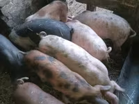 Schweine (Partie, Geschlecht nicht angegeben), Schweine — Foto 5