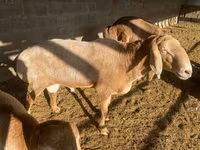 گوسفند (گروه، جنسیت مشخص نشده), Arashan sheep — عکس 1