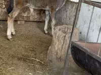 گاو نر, نژاد آلتائو — عکس 2