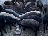 قوچ, گوسفند — عکس 1