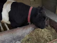 Bydło (partia, płeć nieokreślona), Russian Black pied cattle — zdjęcie 4