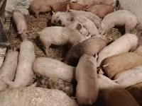 Babi (lot, jantina tidak dinyatakan), Дюрок — foto 3