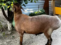 Montone, Pecore — foto 1