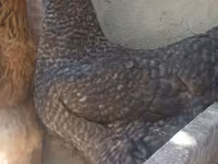 Brahma — foto 4