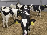 Býk, Russian Black pied cattle — foto 3