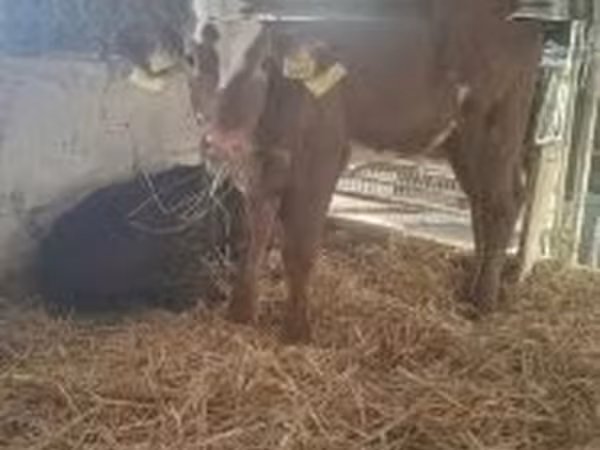 ላም, Limousin cow