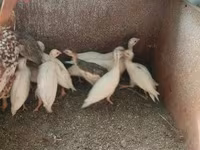 Chickens — Foto 4