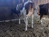 Үнээ, Latvian Blue cattle — 6 зураг
