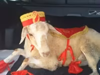 Qurbanlıq qoyun üçün bəzəkli geyim dəsti - Dəst tərkibi: qırmızı — foto 2