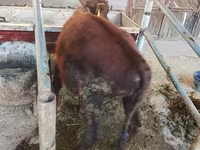 Stier, Runderen — foto 4