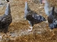 ஸ்லோவேனியன் பார்டு ஹென் — புகைப்படம் 5