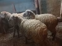 የጎትት አውራ በግ, Sheep — ፎቶ 4
