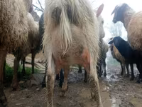 Ged, Saanen goat — foto 2