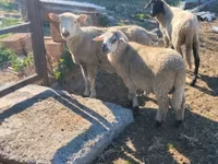 Bélier, Moutons — photo 3