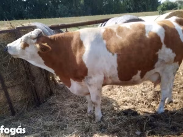 Mucca, Simmental cattle