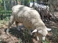 숫양, Ile-de-France sheep — 사진 2