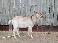 Kozel, Nubian Goat — foto 2