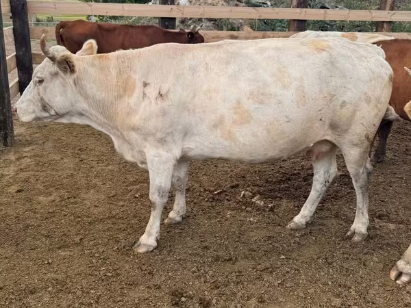 Сиыр, Swiss cattle