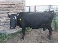 Mucca, Russian Black pied cattle — foto 1
