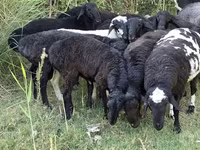 Wad, Sheep — sawirka 8