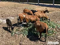 Widder, Cameroon sheep — Foto 2