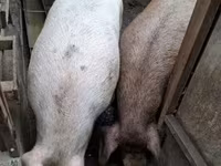 Scrofa, Дюрок — foto 5