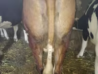 Tehén, Russian Black pied cattle — 2. fotó