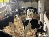 Lembu jantan, Russian Black pied cattle — foto 1