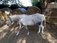 Kuda betina, Horses — foto 2