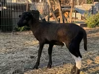 Kambing jantan, Cameroon sheep — foto 2